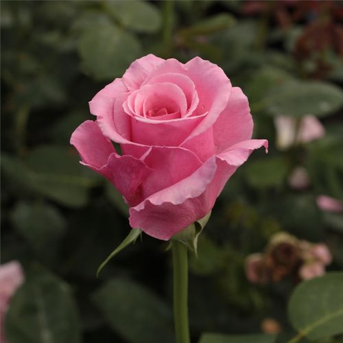 Rosa  Kanizsa - růžová - Stromkové růže s květmi čajohybridů - stromková růže s rovnými stonky v koruně